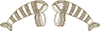 tribe amrapali